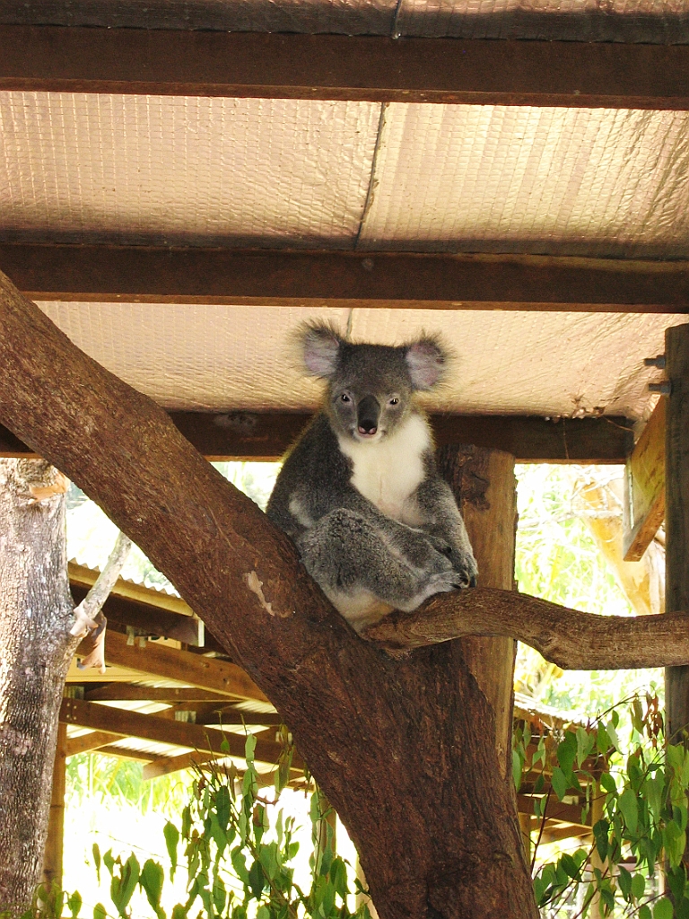 076 Rainforestation.jpg